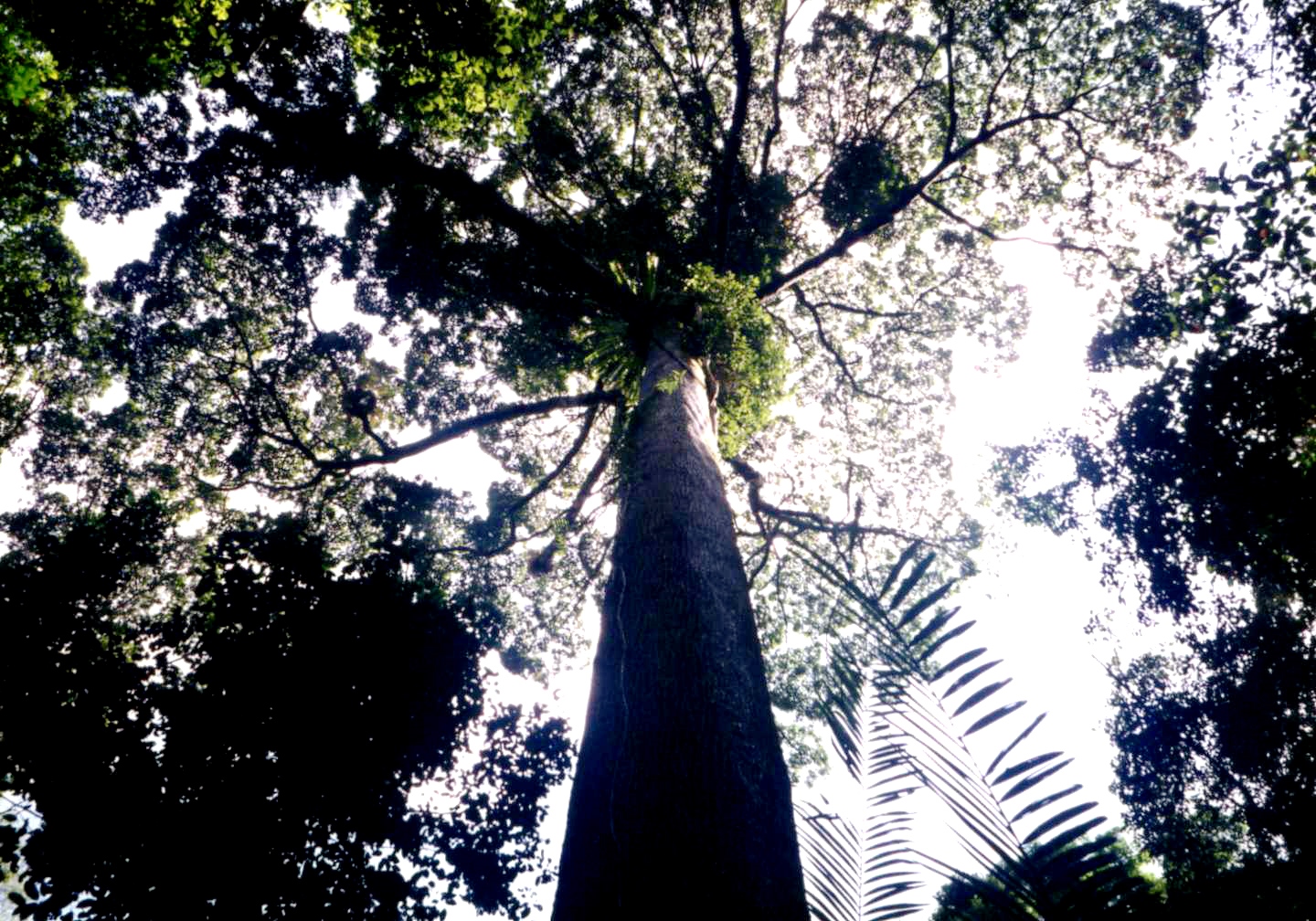 タマンネガラの巨木