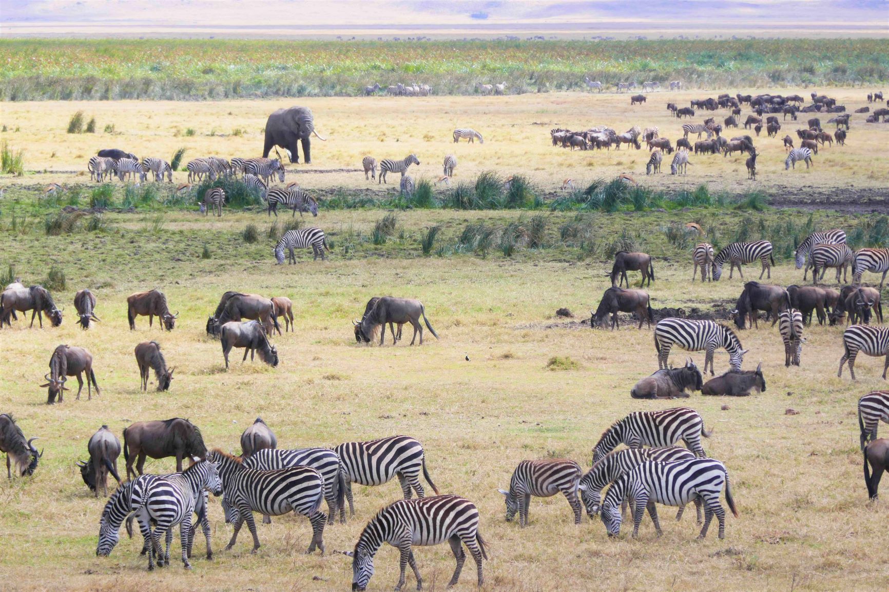 ンゴロンゴロ国立公園